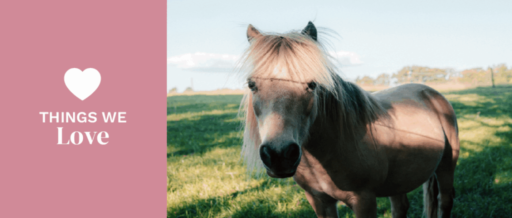 Horse in a green field 