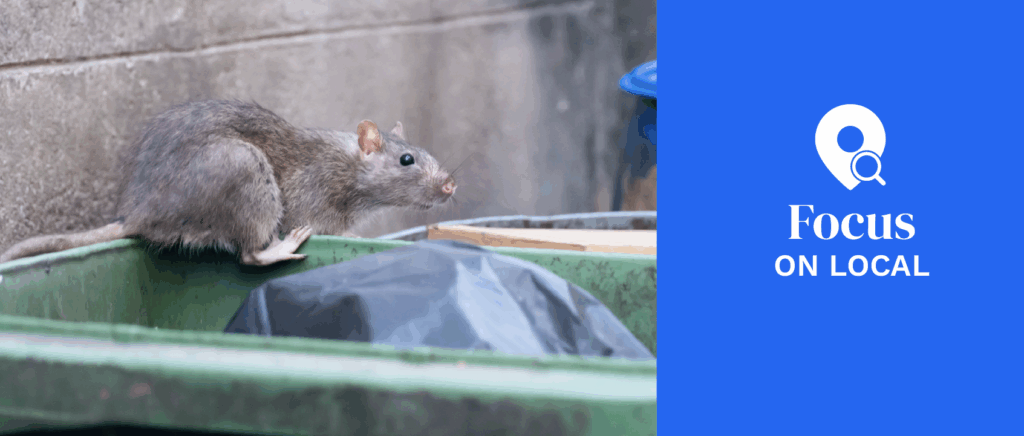 City rat on a dumpster City rat on a dumpster