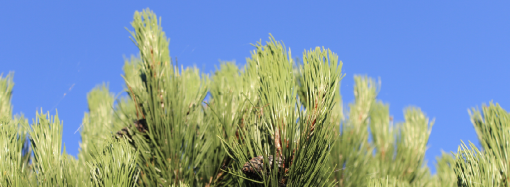 Top Of A Beautiful Green Coniferous Tree Up Against The Blue Sky. Top Of A Beautiful Green Coniferous Tree Up Against The Blue Sky.